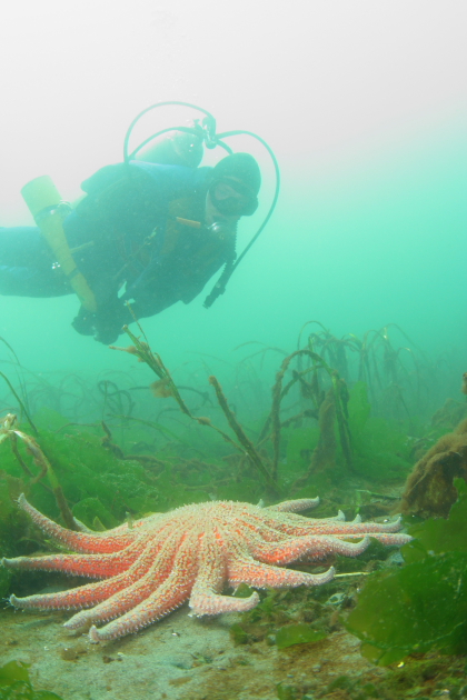 SUNFLOWER STAR AND EELGRASS